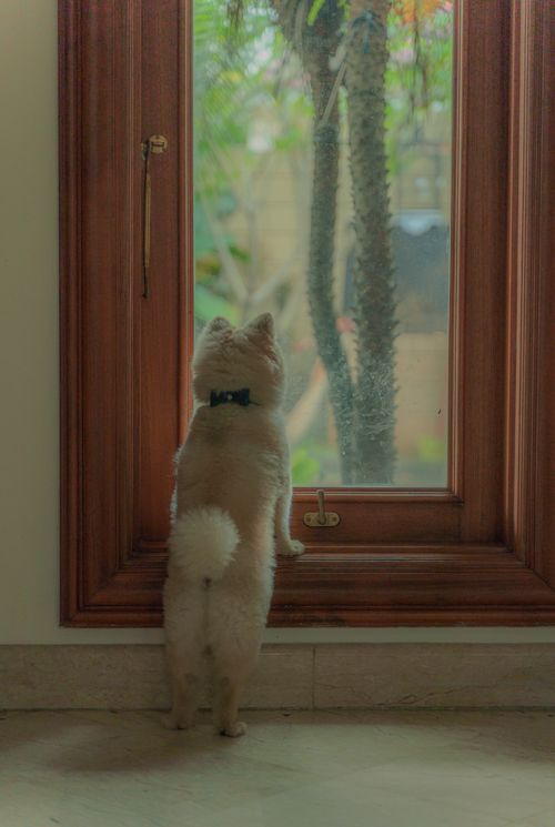 Free A fluffy dog with a blue collar gazes outside through a wooden framed window, curious and calm. Stock Photo