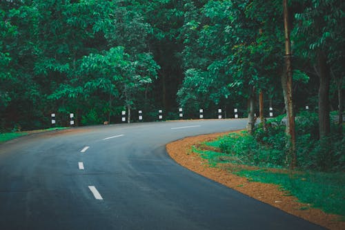 Free stock photo of asphalt road, curvy road, dark forest wallpaper