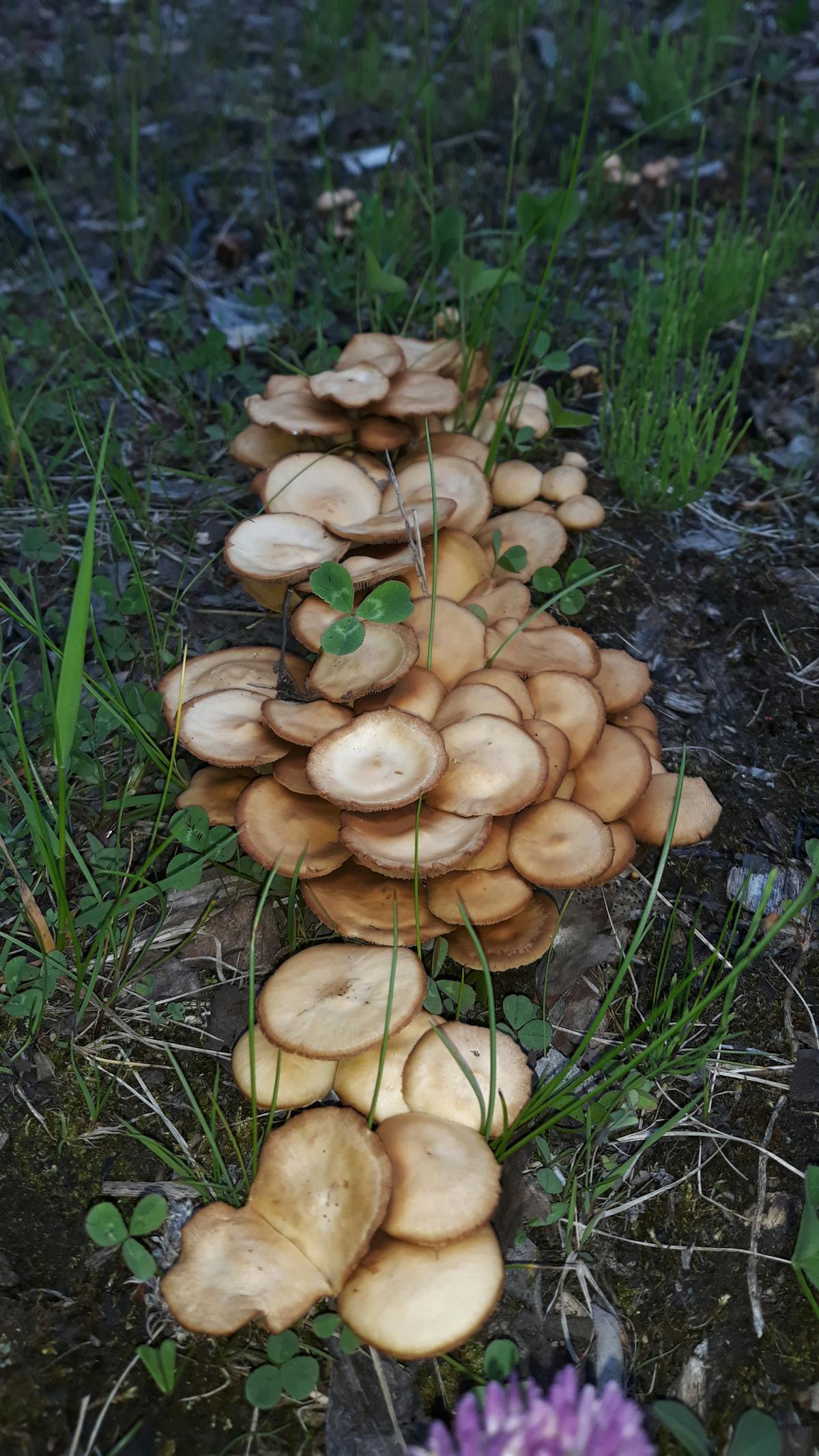 Climate protestors holding banners and signs in a city