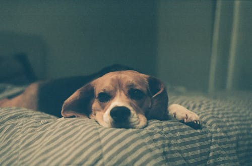 Free Brown and Black Beagle Lying on the Bed Stock Photo