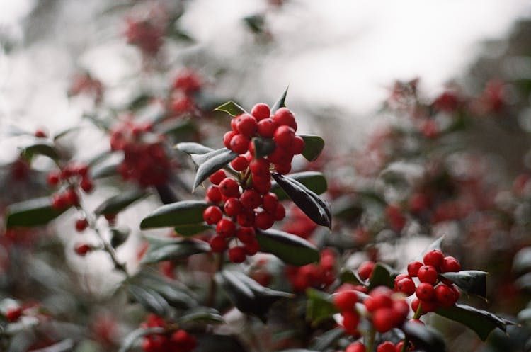 A Holly Plant