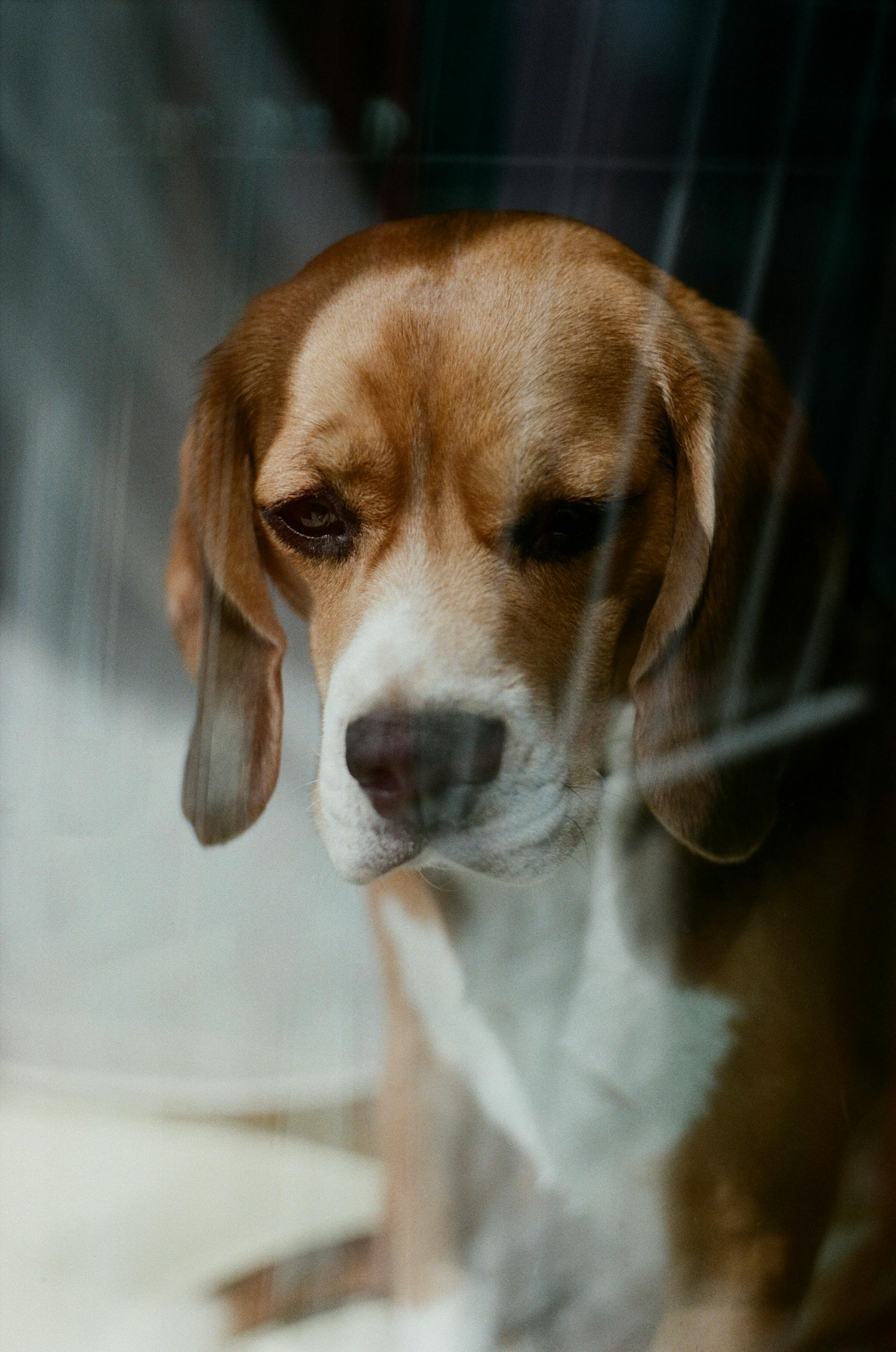 A contemplative beagle dog gazing through a window, capturing a sense of longing and warmth.
