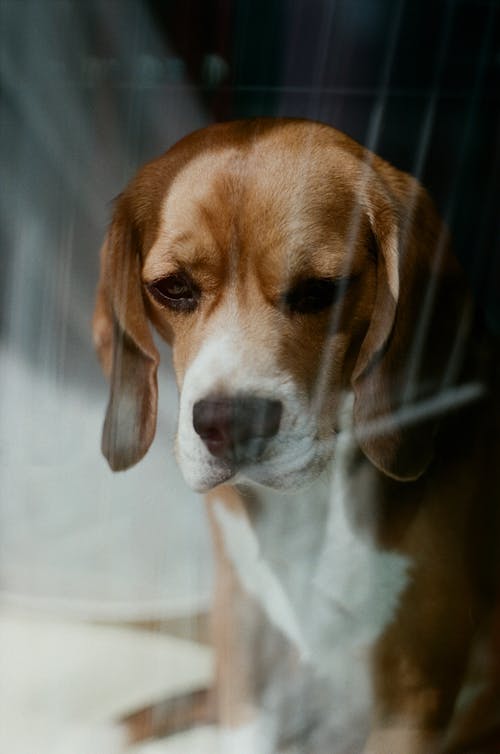 Δωρεάν στοκ φωτογραφιών με beagle, γκρο πλαν, ζώο