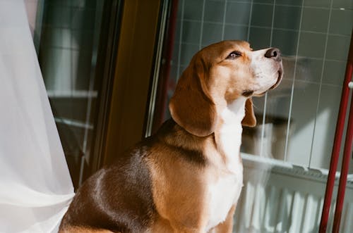 Ilmainen kuvapankkikuva tunnisteilla beagle, eläin, istuminen
