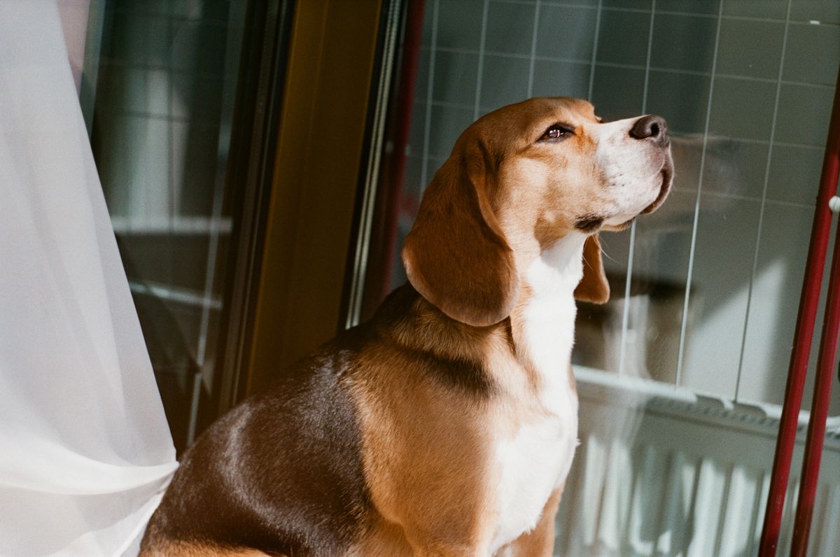 A beagle sits beside a bright window that may expose a dog to outdoor movement and scent cues.