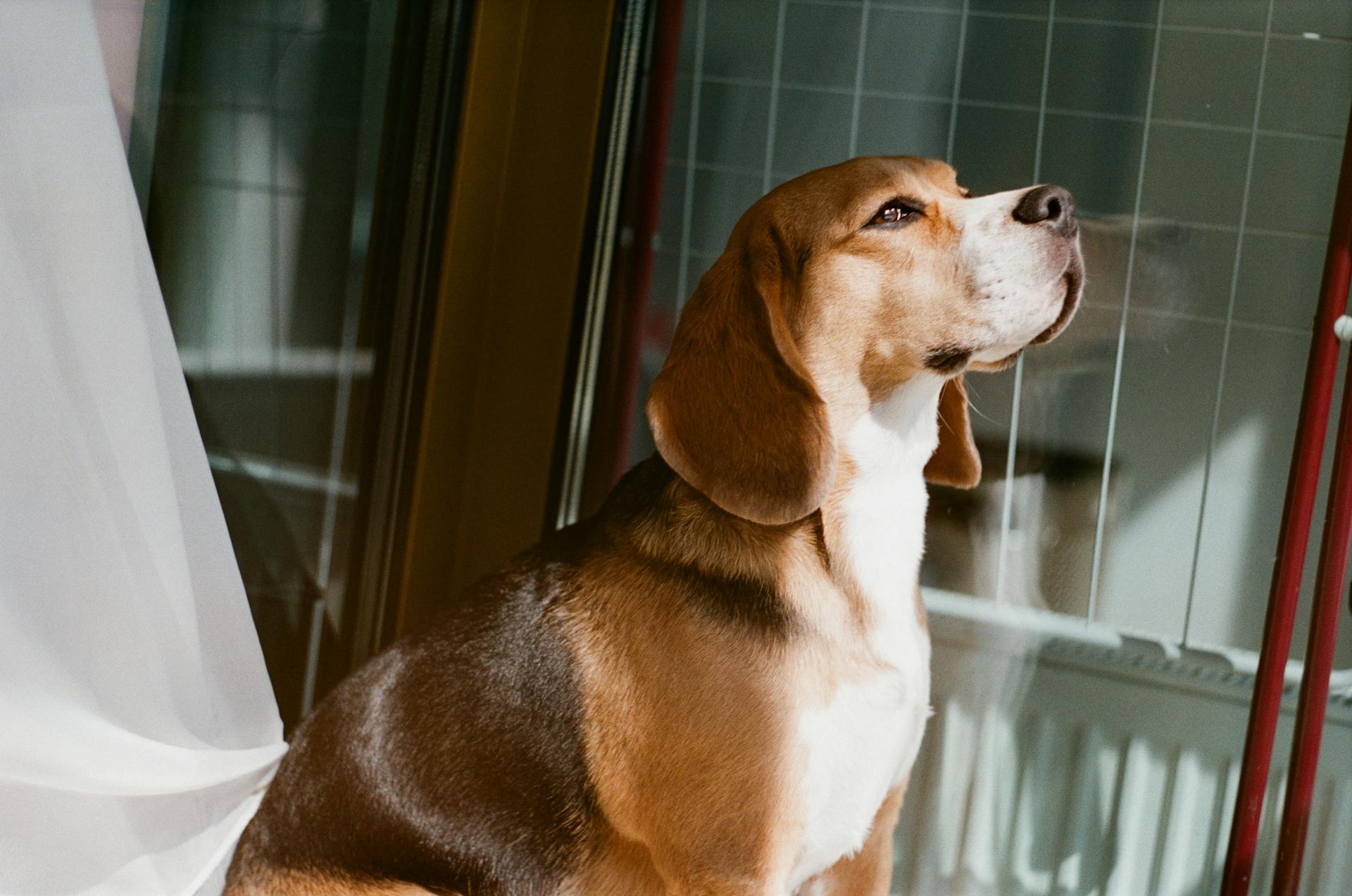 Bruine Beagle zit naast een raam