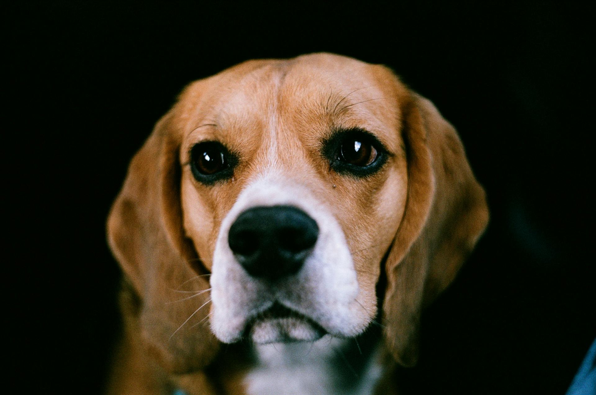 Un beagle au premier plan