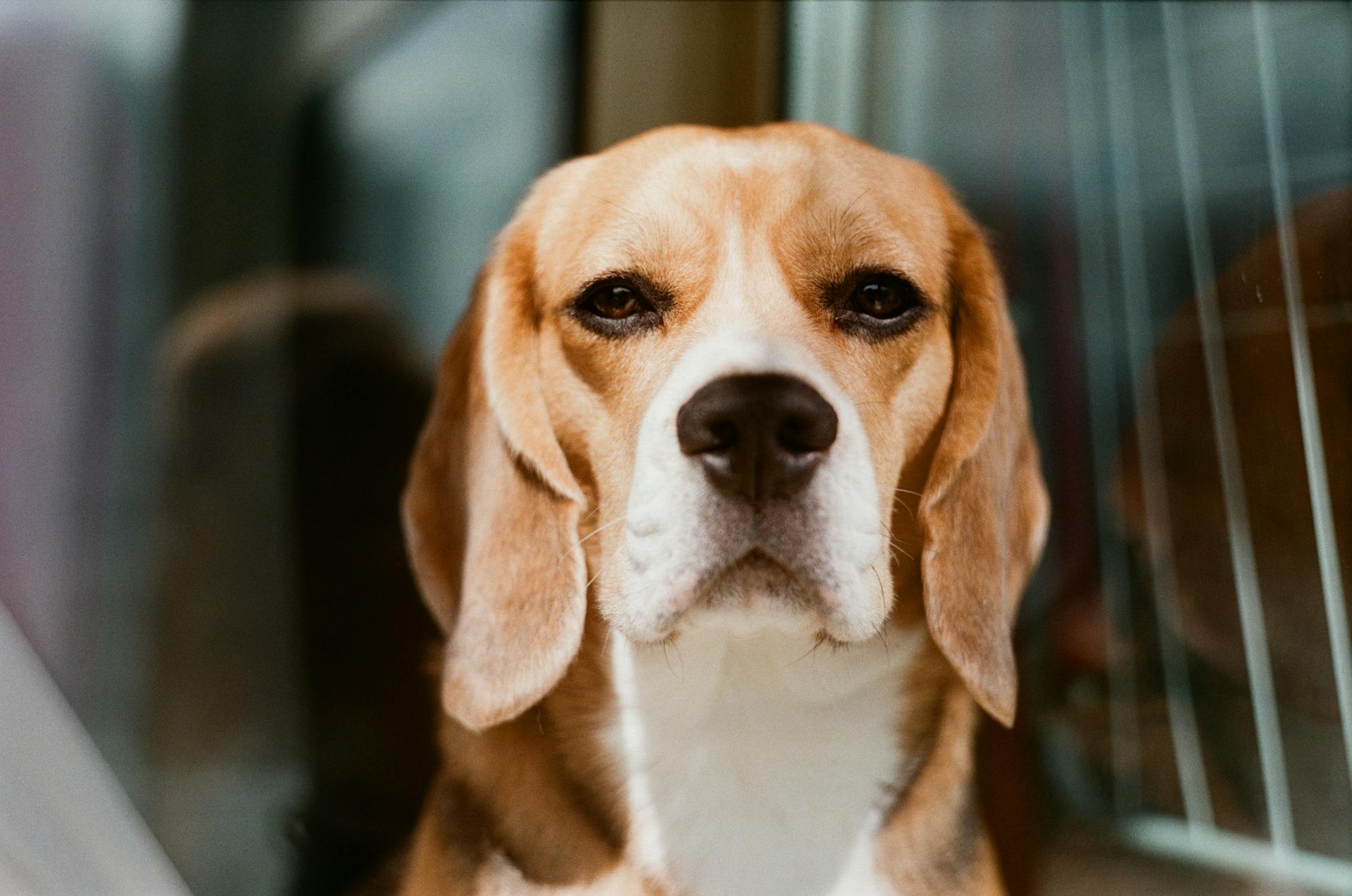 A Close-Up Shot of a Beagle