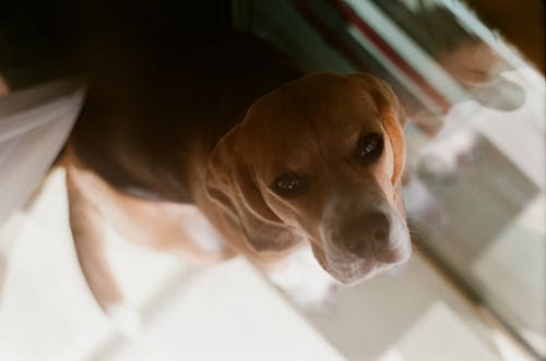 Ilmainen kuvapankkikuva tunnisteilla beagle, hämärtää taustaa, koira