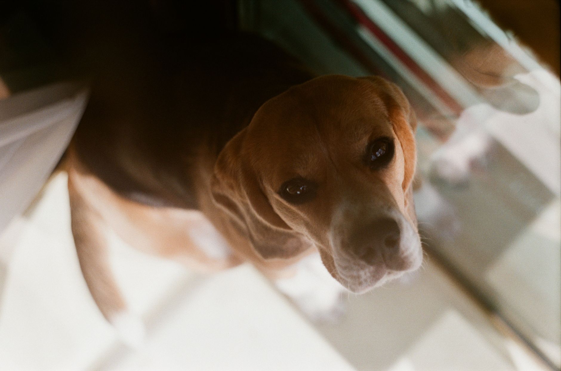 Portrait of a dog at a veterinary clinic