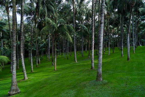 Green Coconut Trees on Empty Field