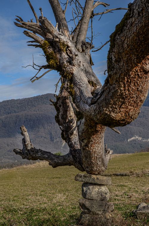 Free Majestic dead tree trunk and rocks with mountainous backdrop under clear blue sky. Stock Photo