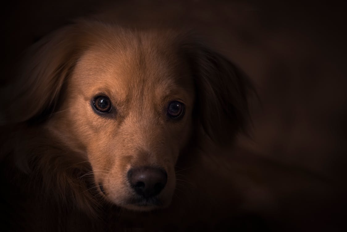 Tan Coat Dog Close Up Photo