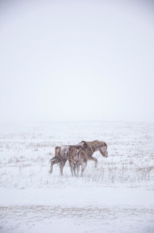 Photos gratuites de cheval brun, clairière, couvert de neige