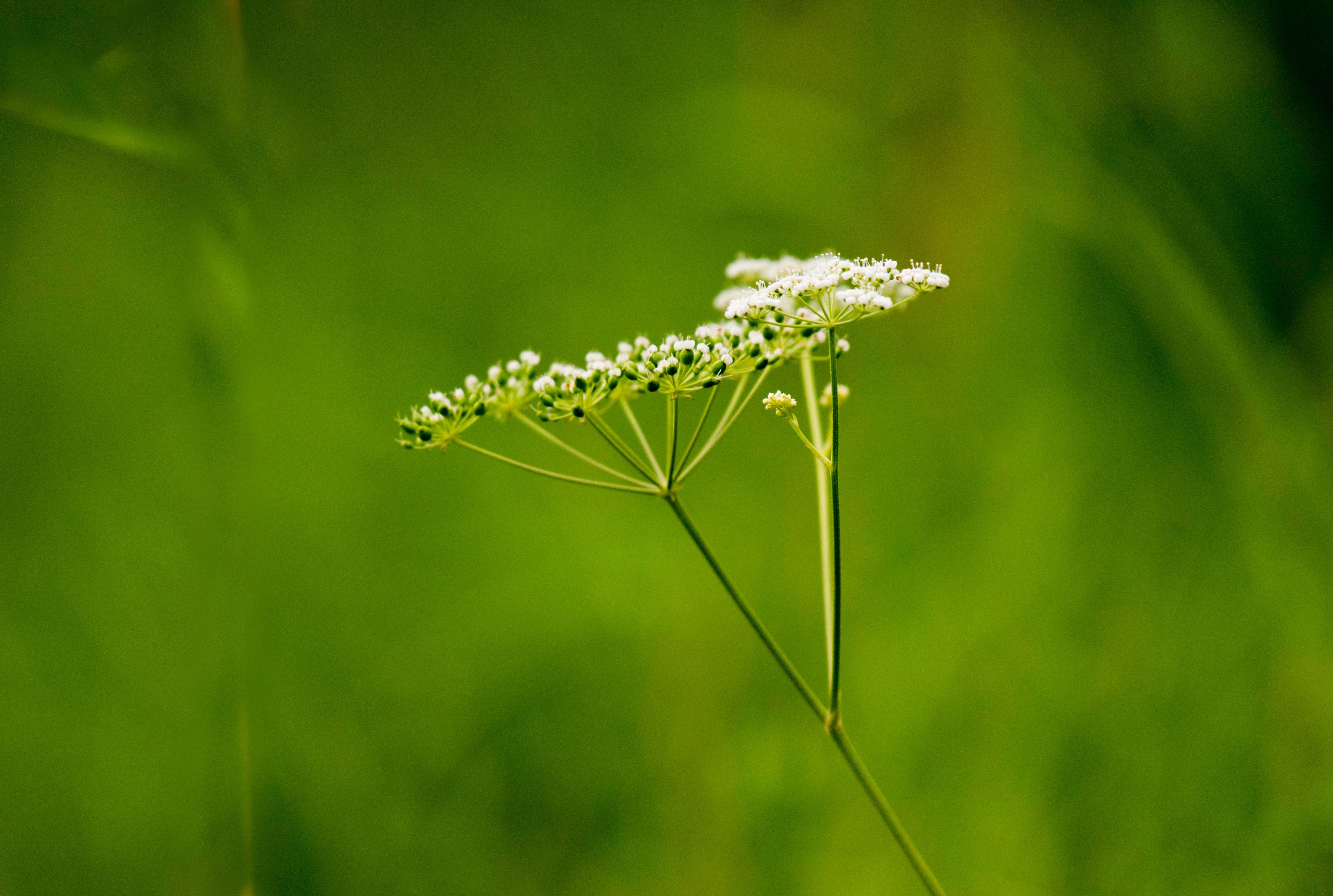 Caraway Seeds Natural Herb