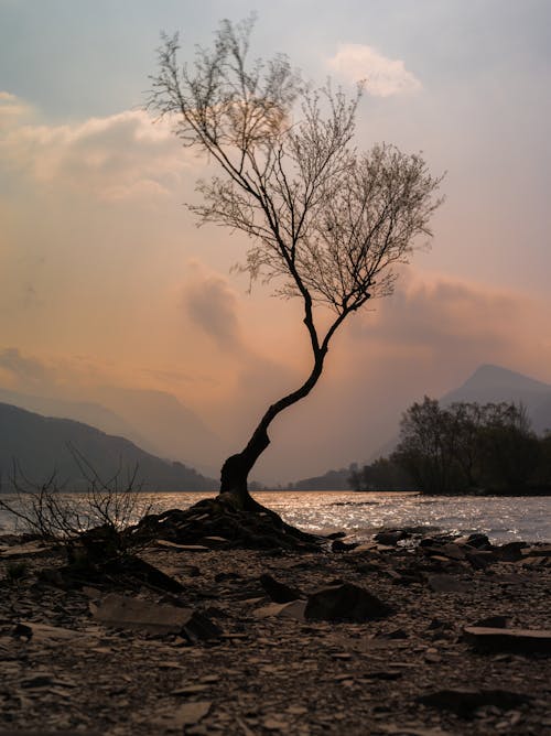 Bare Tree on Rocky Shore during Sunset