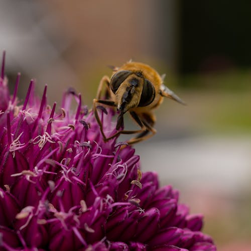 Gratis arkivbilde med bie, blomst, insektfotografering Arkivbilde