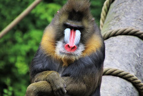 Free Baboon in Close-Up Photography Stock Photo