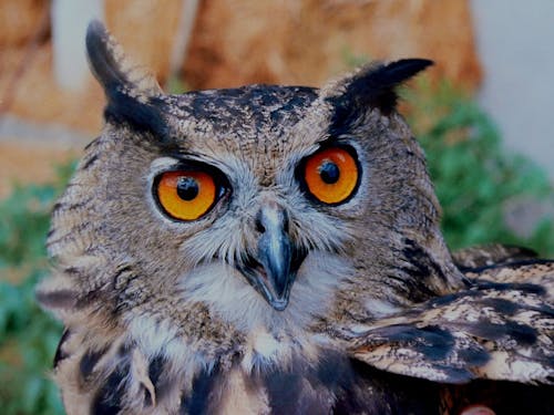 Brown White and Black Owl