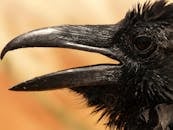 Black Crow in Macro Photgraphy