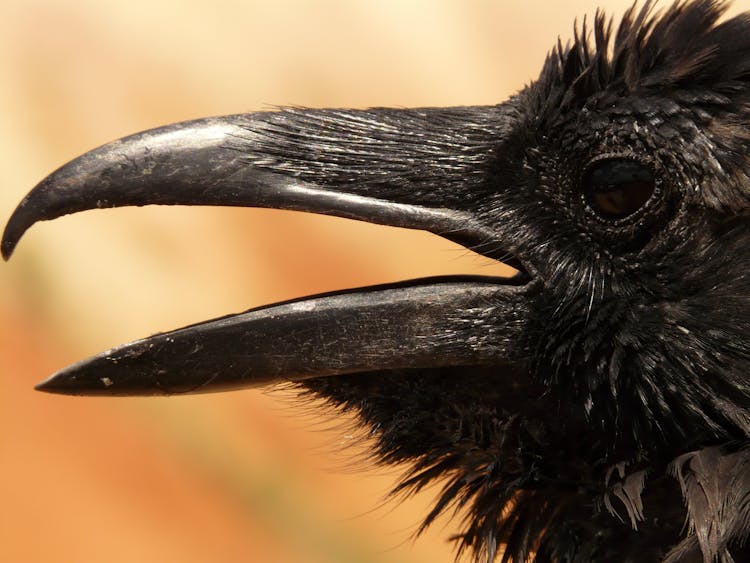 Black Crow In Macro Photgraphy