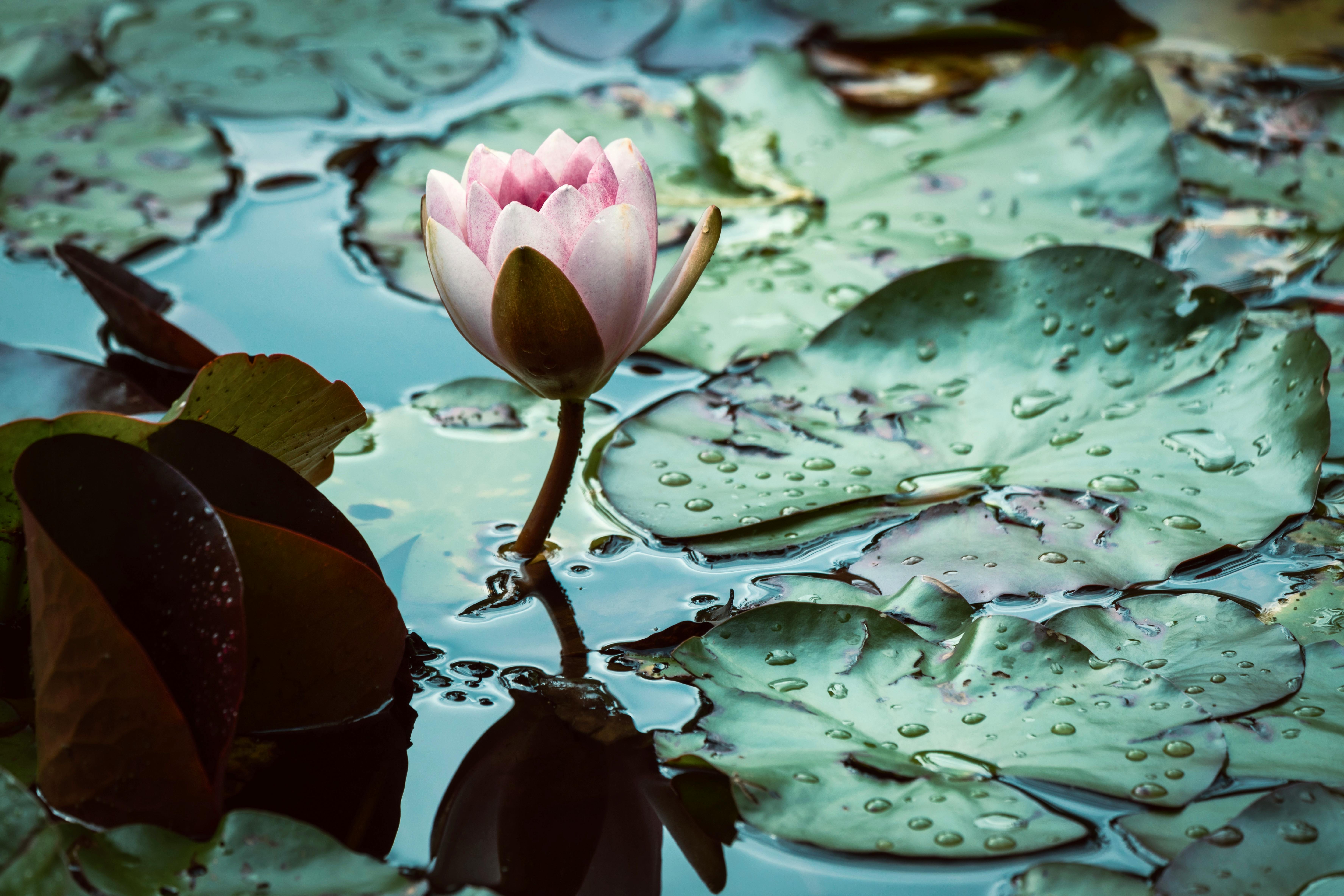 A delicate lotus flower emerges beautifully amidst lush green lily pads in a tranquil pond.