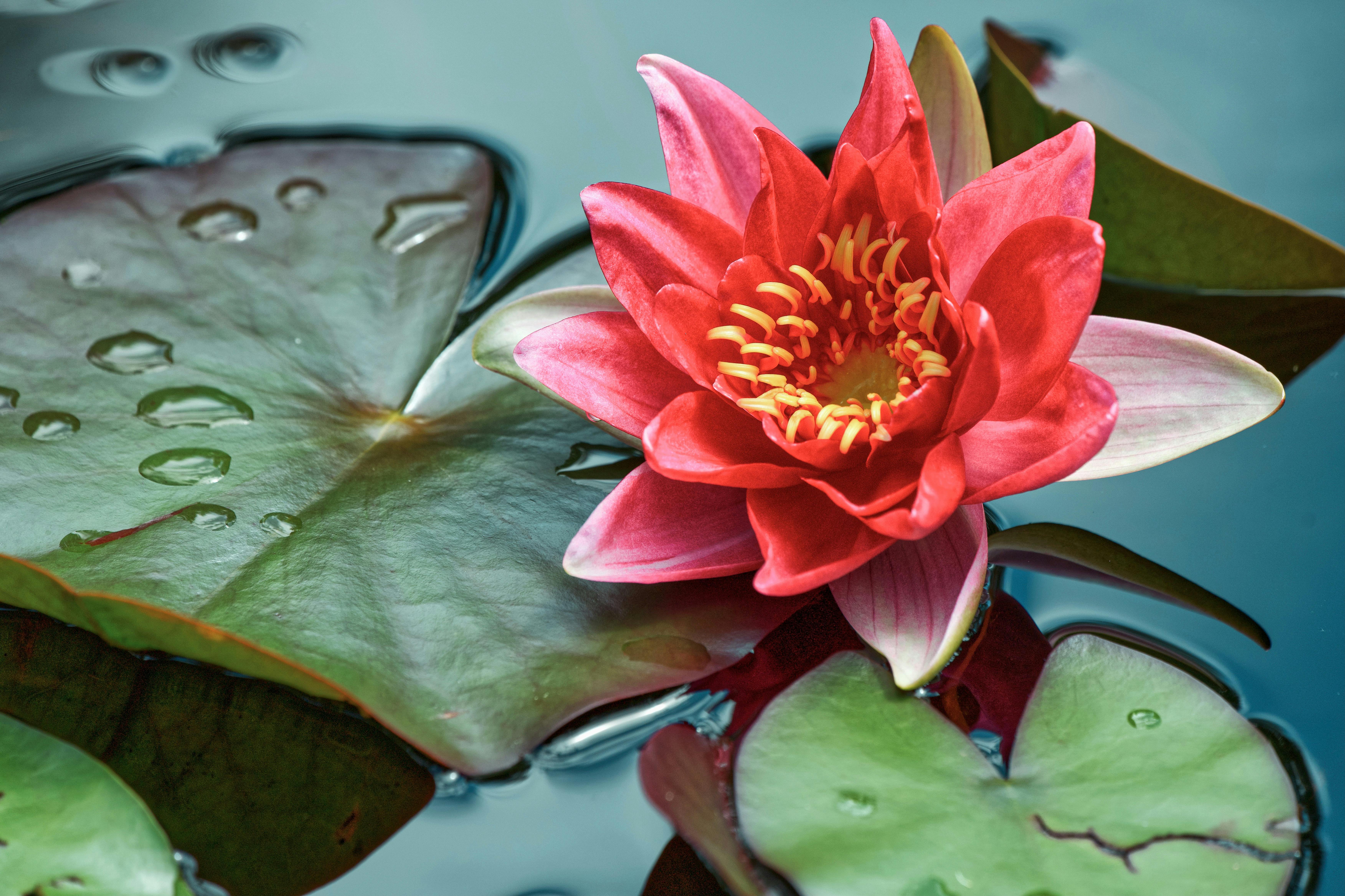 Close-up of a red water lily with lush green leaves in a serene pond setting.