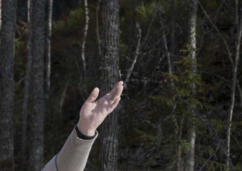 A hand reaching out in a serene forest setting in Arkhangelsk, Russia.