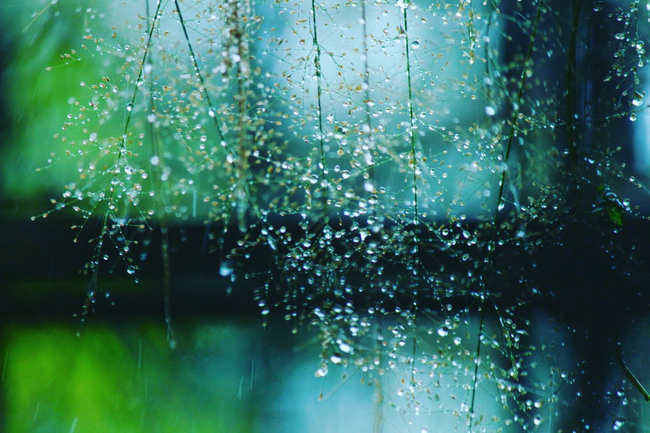 beautiful macro image of dew on delicate plant stems capturing nature