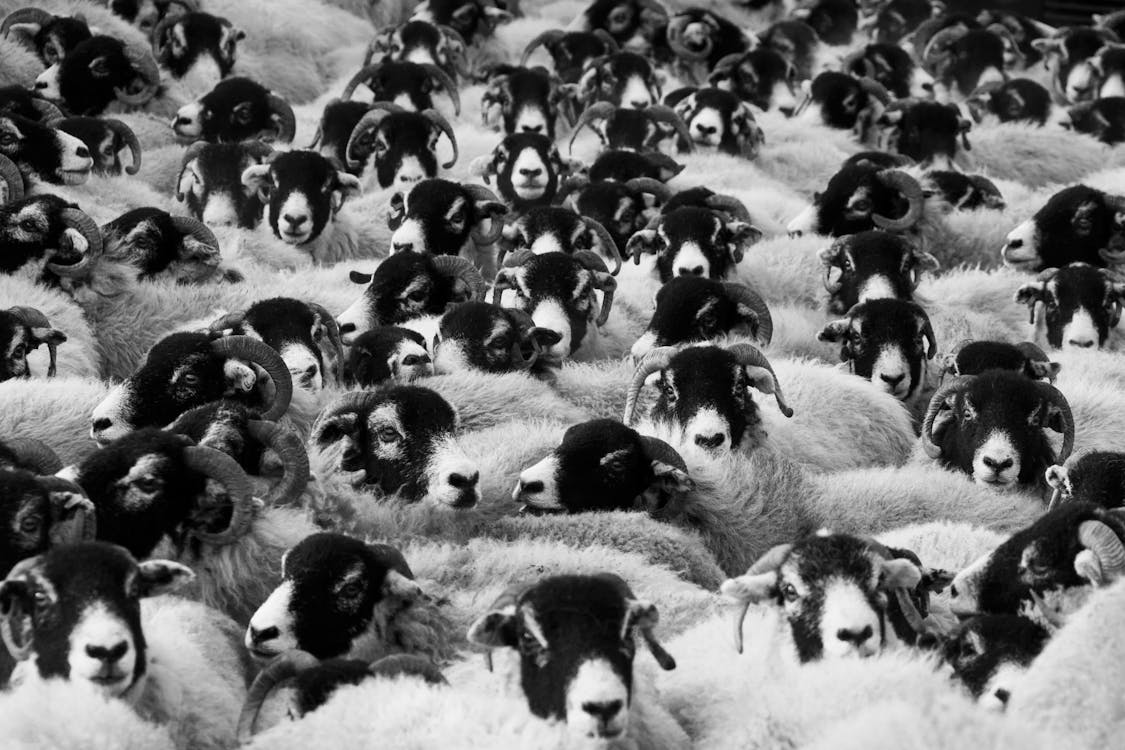bezplatná Základová fotografie zdarma na téma beran, černobílý, ovce Základová fotografie