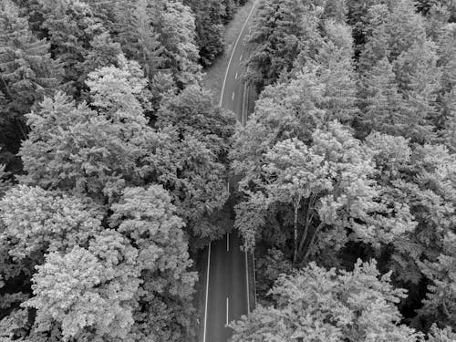 Free 

An Aerial Shot of Trees by the Road Stock Photo