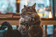 一只迷人的毛茸茸虎斑猫坐在室内，享受着温暖迷人的氛围