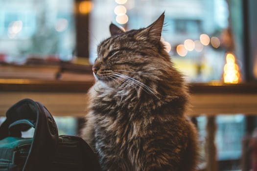 一只迷人的毛茸茸虎斑猫坐在室内，享受着温暖迷人的氛围