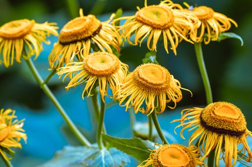 Free Close-up of wilted yellow flowers with visible petals and stems in a natural setting. Stock Photo