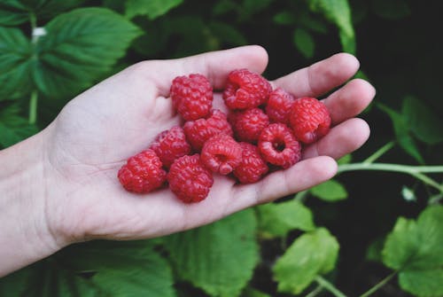 
A Close-Up Shot of a Person Holding Raspberries