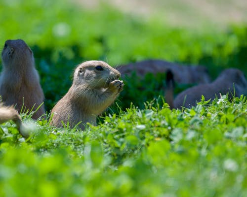 Free Selective Focus Photo of a Prairie Dog on Green Grass Stock Photo