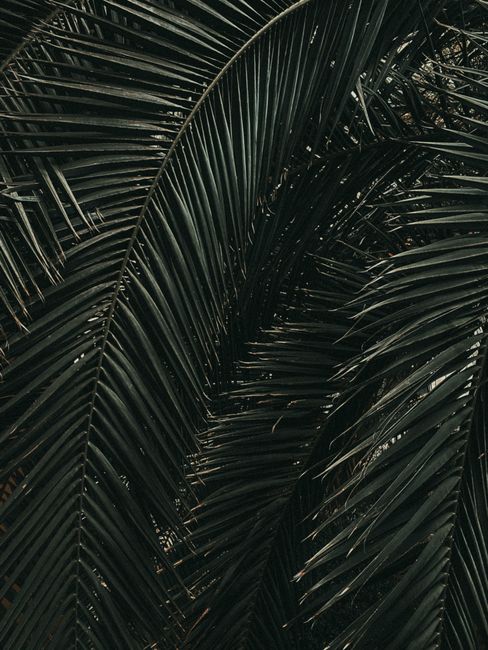 Detailed view of lush palm leaves with intricate textures and vibrant green shades.
