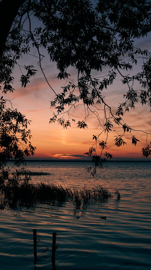 Photos gratuites de arbres, ciel orange, coucher de soleil