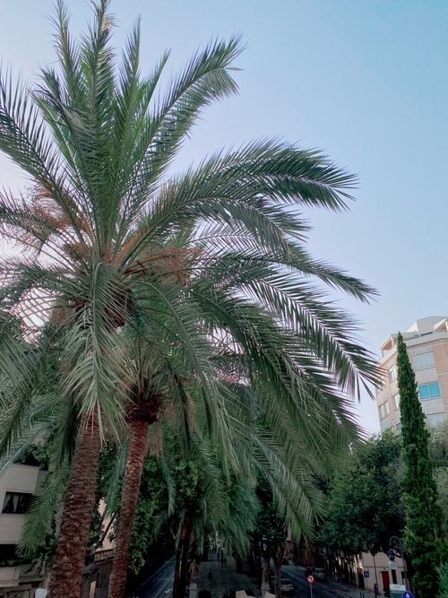 Free Tall green palm trees growing in tropical park near modern buildings under blue cloudless sky in sunny day Stock Photo