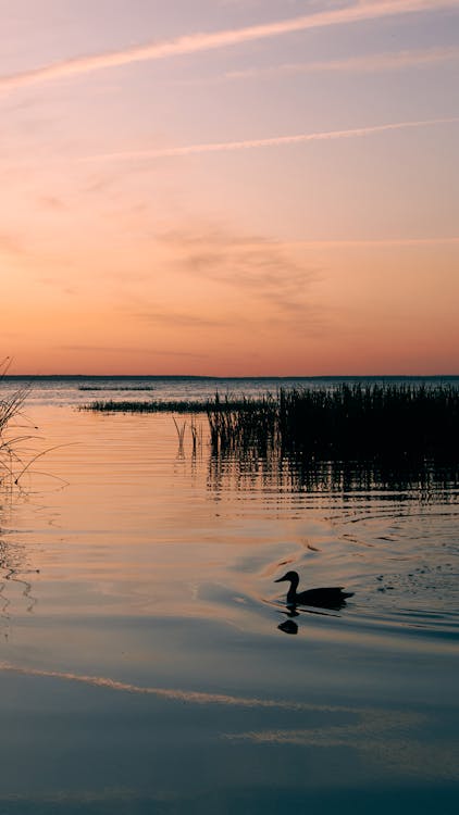 A Duck Swimming in Lake Pleshcheyevo