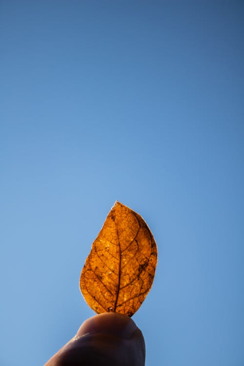 Kostnadsfri bild av blå himmel, blad, finger