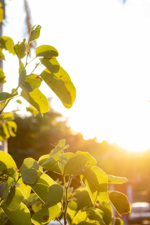 Kostnadsfri bild av naturälskare