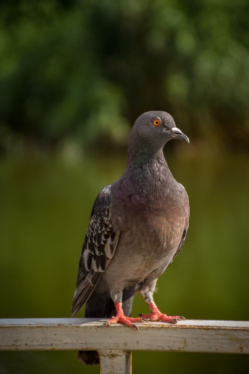 Free Detailed close-up of a feral pigeon perched outdoors with a blurred green background. Stock Photo