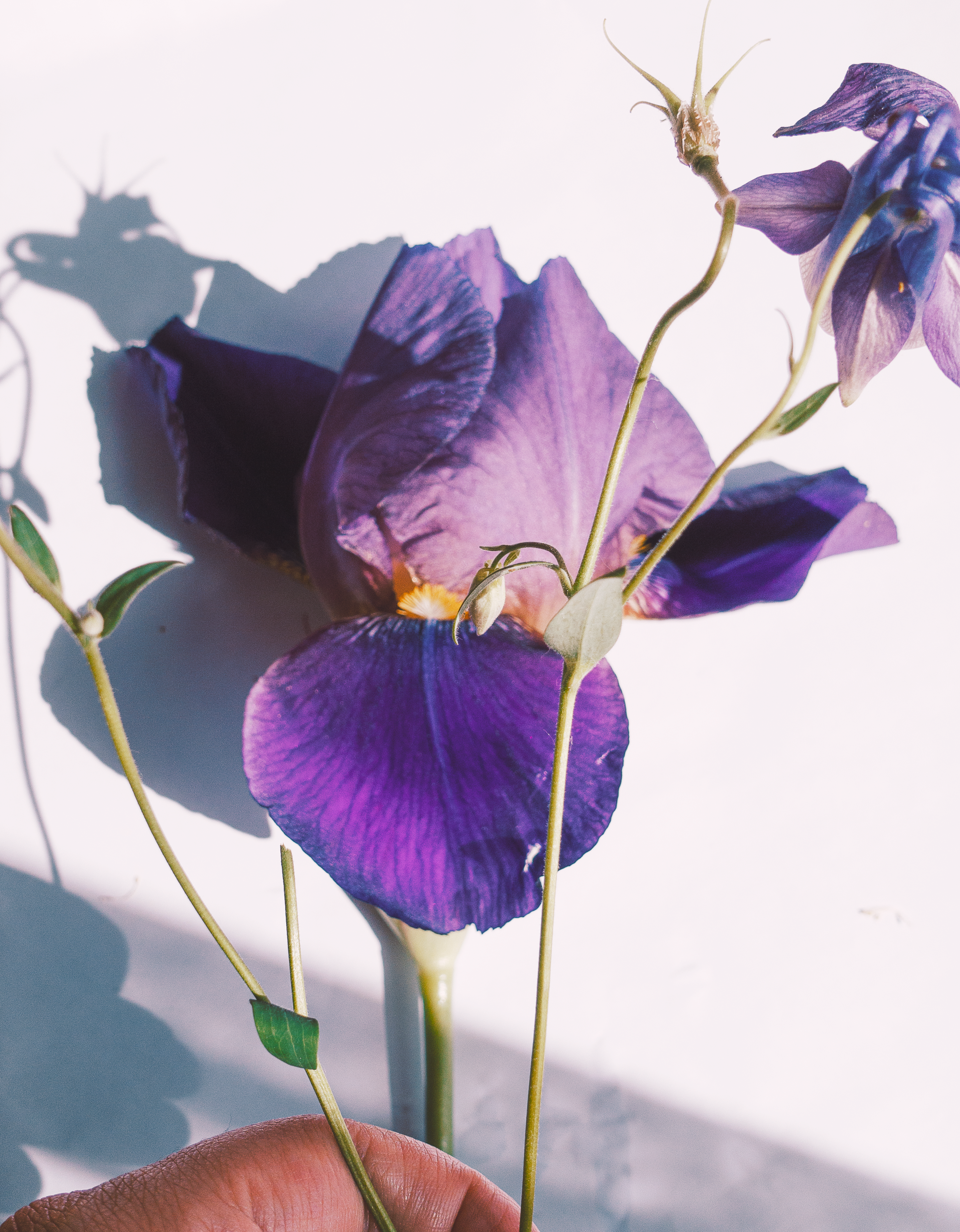 A detailed close-up of a vibrant purple iris against a light background.