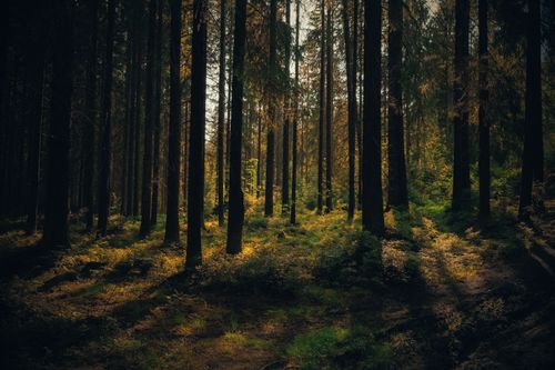 Free A serene forest scene with sunlight filtering through tall trees, creating a tranquil atmosphere. Stock Photo