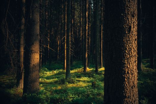 Sunlight filtering through tall pine trees in a tranquil forest setting.