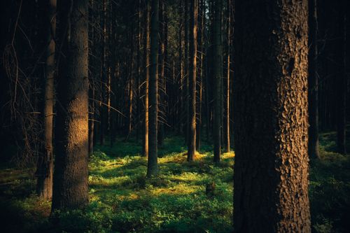Free Sunlight filtering through tall pine trees in a tranquil forest setting. Stock Photo
