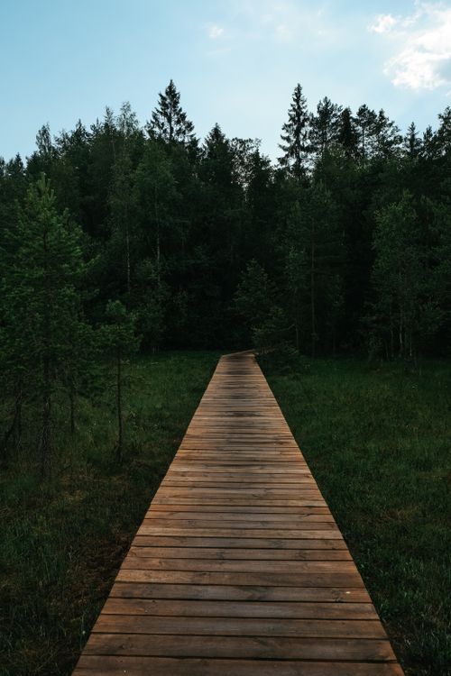 Free A tranquil wooden boardwalk surrounded by lush green forest under a blue sky, perfect for nature lovers. Stock Photo