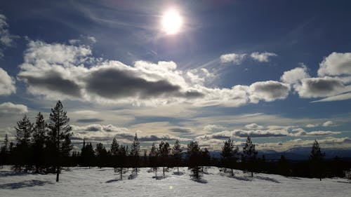 Campo De Nieve Con árboles Sobre Cielos Azules Despejados Durante El Día