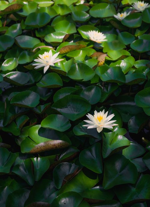 Free Peaceful white water lilies bloom amidst vibrant green leaves, highlighting natural beauty. Stock Photo